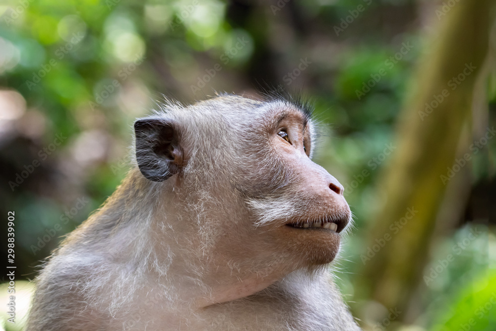 Portrait of Balinese Long Tailed Monkey (Macaque). Head turned, looking away. Green forest in background. In Ubud, Bali, Indonesia. Portrait of Balinese Long Tailed Monkey (Macaque). Head turned, looking away. Green forest in background. In Ubud, Bali, Indonesia.