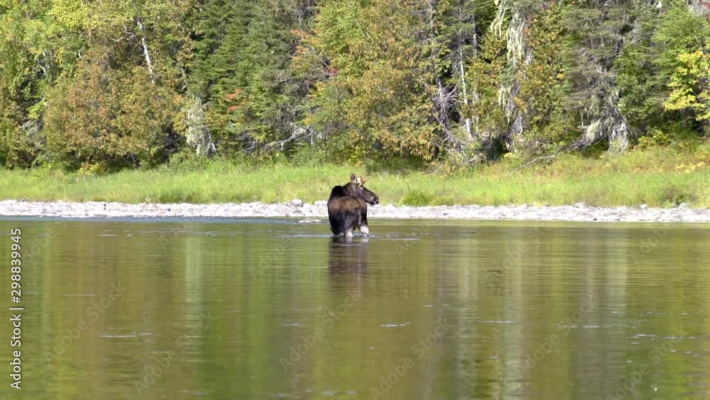 Full shot of a wild moose looking around in the middle of a river on a cloudy day with trees in background - SLOW MOTION Full shot of a wild moose looking around in the middle of a river on a cloudy day with trees in background - SLOW MOTION