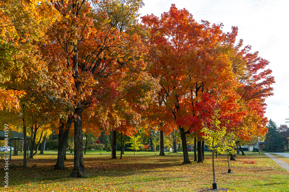Naklejka premium Urban Park