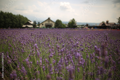 Wallpaper Mural ラベンダー Torontodigital.ca