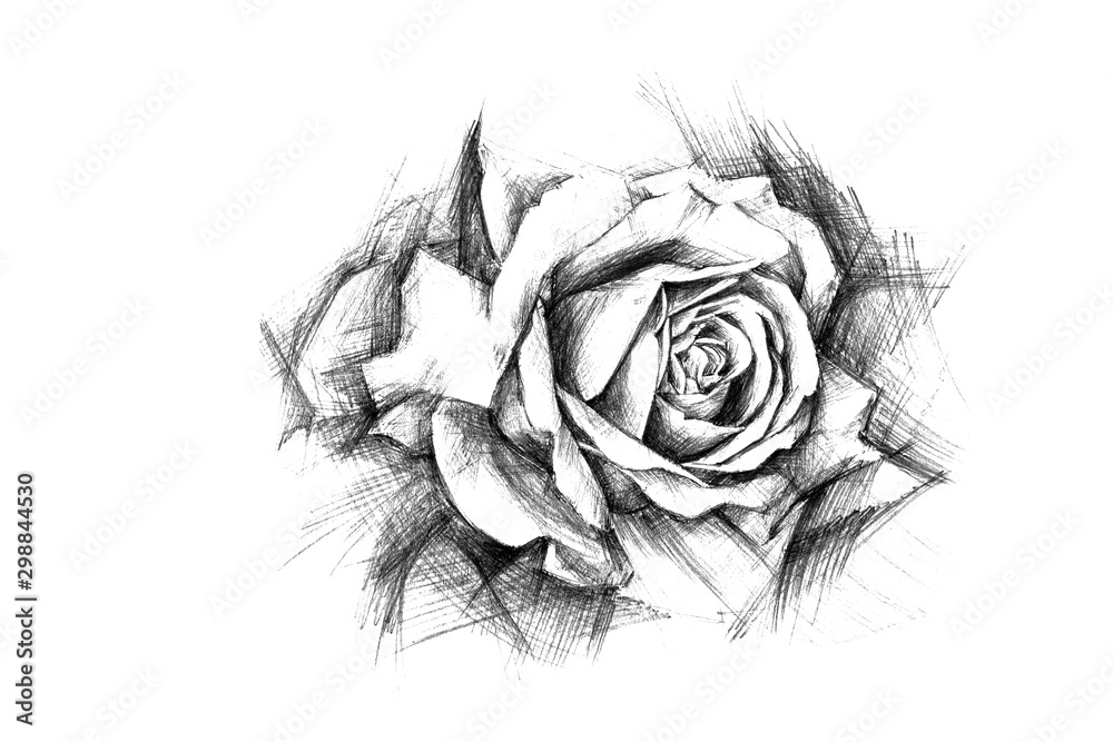 Pencil Drawing Rose Flowers Best Flower Site