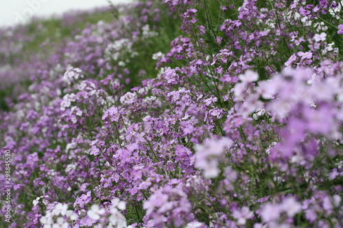 Field full of purple and white Hesperis flowers photo