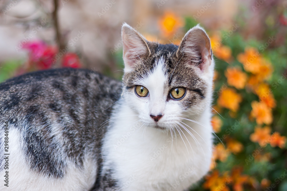 Portrait of a black and white tabby village mix breed kitty Portrait of a black and white tabby village mix breed kitty