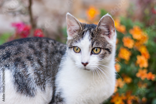 Portrait of a black and white tabby village mix breed kitty