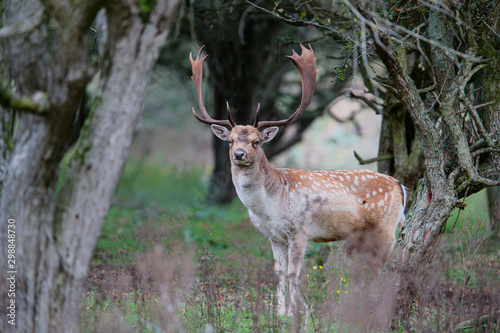 Photography Fallow deer stag in heat in the rutting seasonin the  Amsterdam waterleidingduin