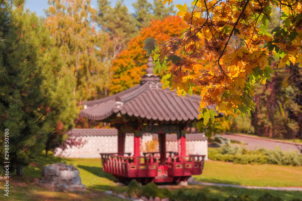 Maple branches with autumn leaves in Korean traditional garden, background Maple branches with autumn leaves in Korean traditional garden, background