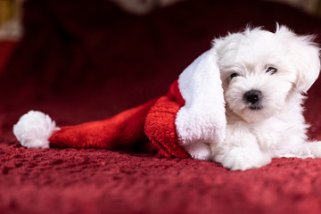 Maltese puppy inside of a Santa's hat on Christmas