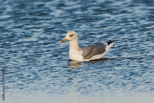 Möwe schwimmt im Wasser mit Spiegelung im Wasser