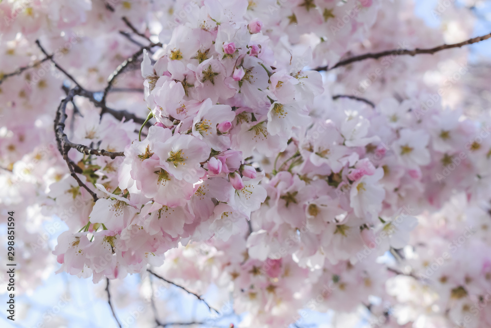 cherry blossom in spring