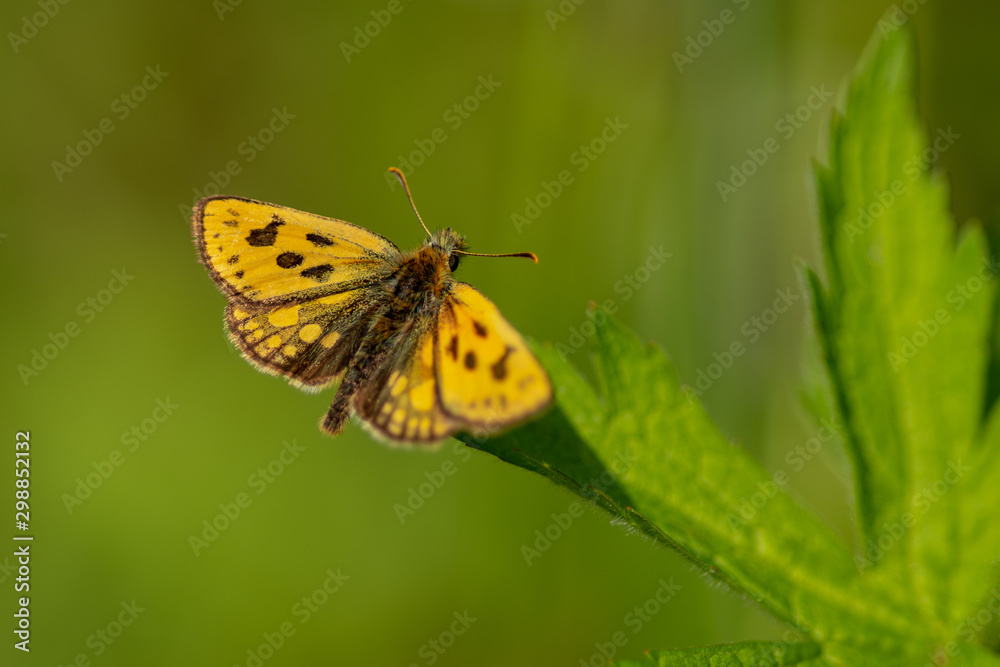 Beautiful orange speckled butterfly sitting on a green leaf Beautiful orange speckled butterfly sitting on a green leaf