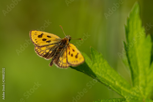 Beautiful orange speckled butterfly sitting on a green leaf