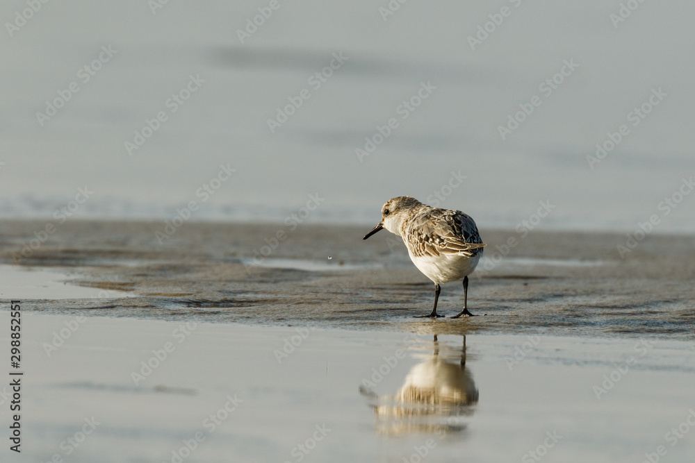 Seevogel steht auf Sand und spiegelt sich dabei im Wasser Seevogel steht auf Sand und spiegelt sich dabei im Wasser