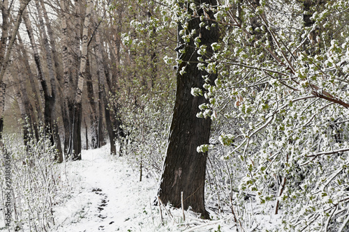 Snow in May