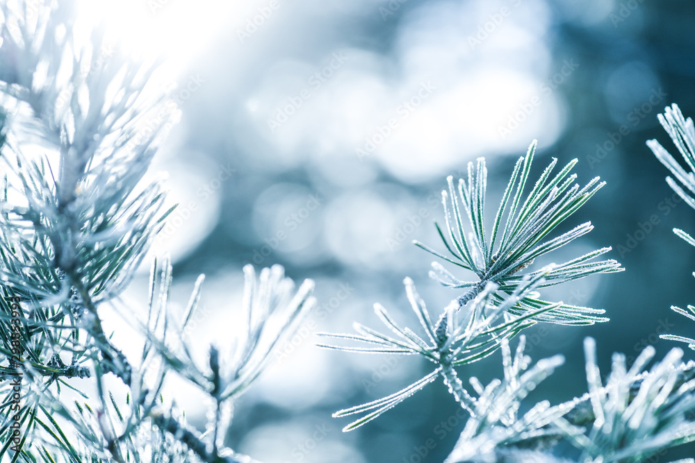 Frozen twig winter background, Pine branches covered with frosty and backlight. Christmas tree branch with hoarfrost. Frozen twig winter background, Pine branches covered with frosty and backlight. Christmas tree branch with hoarfrost.