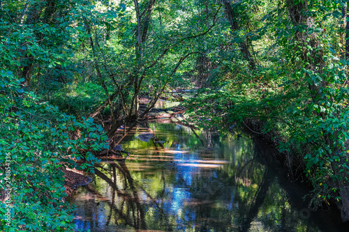 A Calm Stream Through a Green Forest