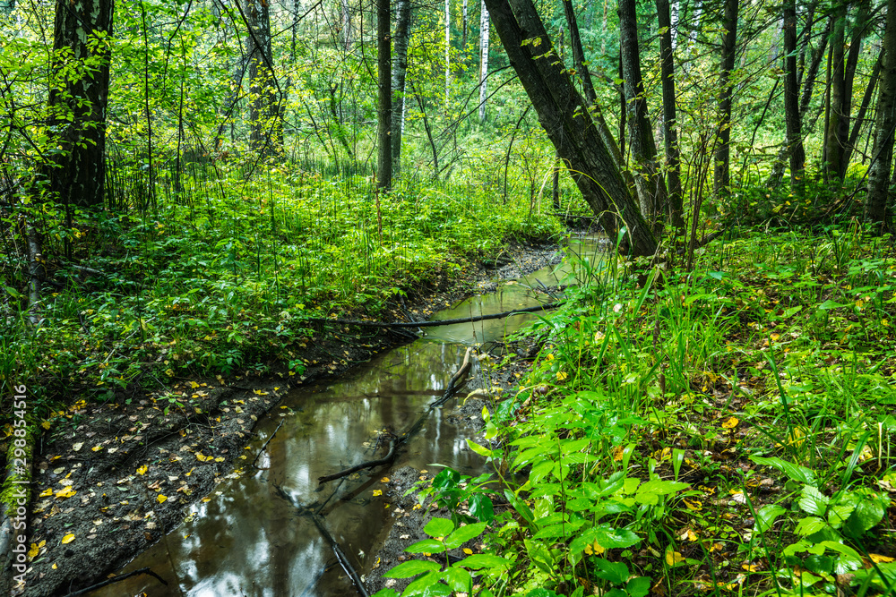 Obraz premium Small river in the dark emerald forest
