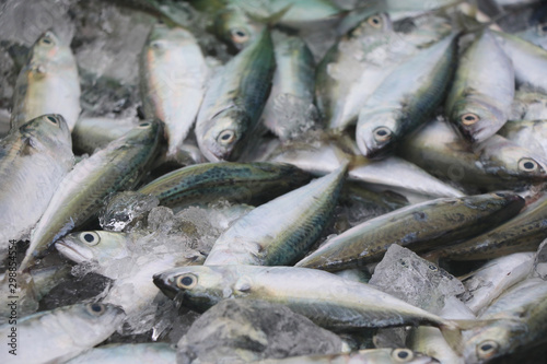 Selective focus on fresh mackerel uncooked with ice waiting customer for sale in local market on shelf good nutrition from marine