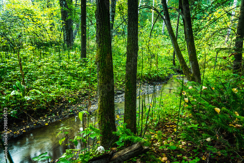 Small river in the dark emerald forest