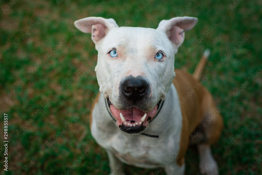 Pitbull american stanford smiling at the camera. Aerial shot. Green background. Adorable dog.