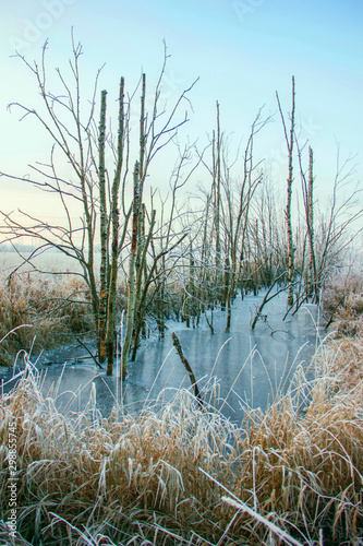 Fototapeta Naklejka Na Ścianę i Meble -  Trees in an ice pond among frozen grass