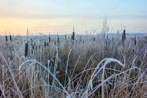Frozen cattail at a waste-ground