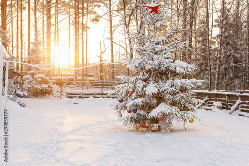Christmas tree in the backyard in the suburbs