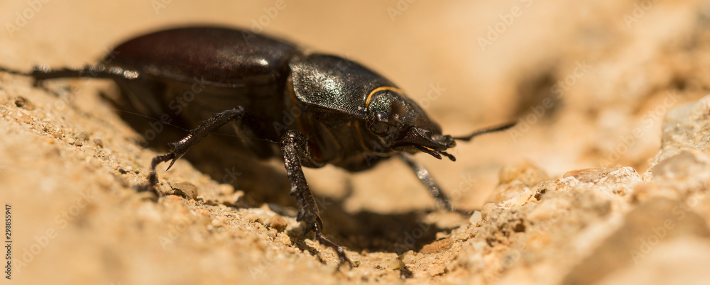 Lucanus cervus is the best-known species of stag beetle (family Lucanidae) in Western Europe. Imago, a female insect. Lucanus cervus is the best-known species of stag beetle (family Lucanidae) in Western Europe. Imago, a female insect.