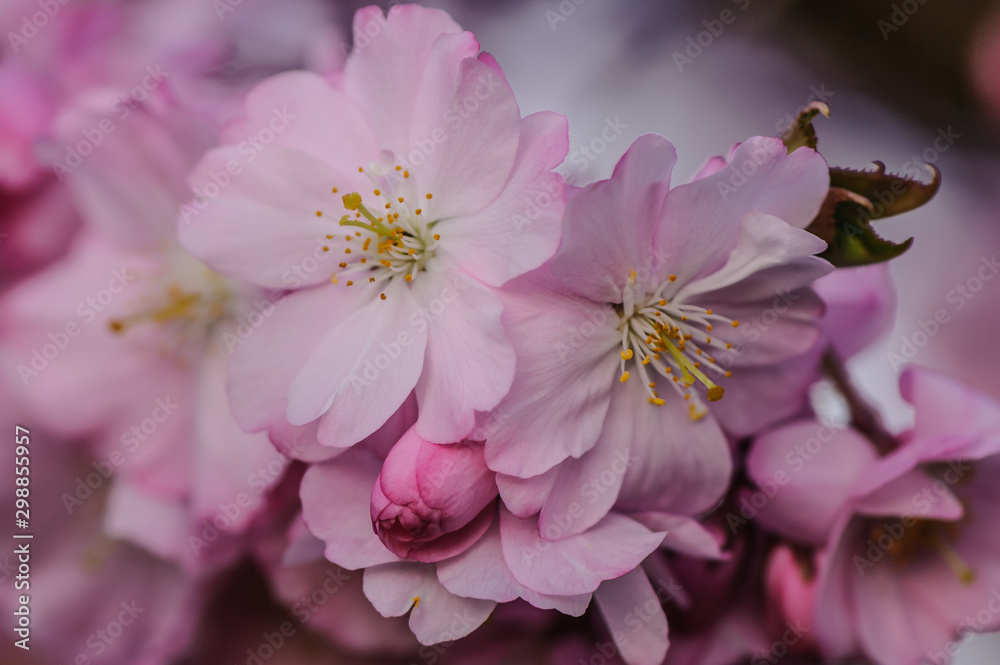 Pollen der Zierkirschblüten