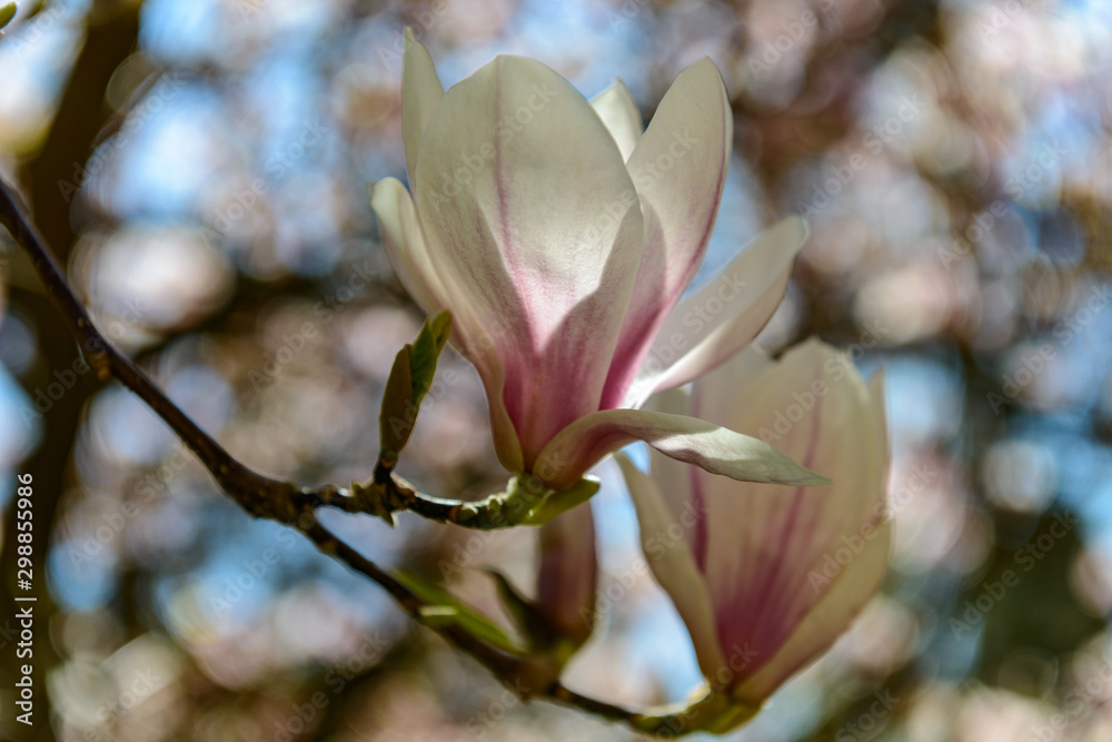 Fototapeta premium Magnolie im Gegenlicht