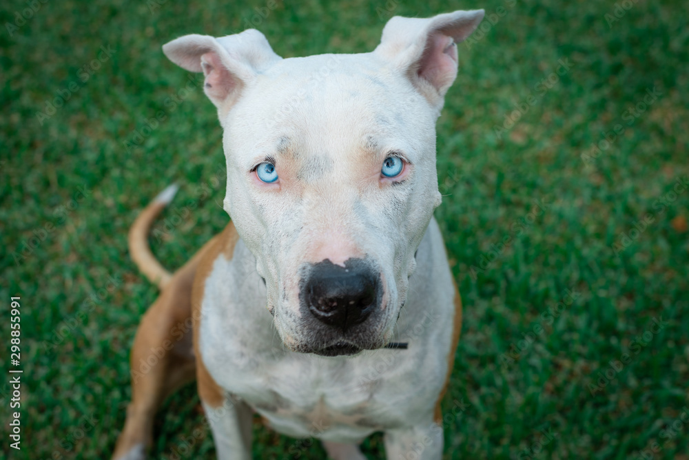 American Stanford - Pit bull dog looking seriously at the camera. Blue eyes dog. Dangerous breed dog in green background..