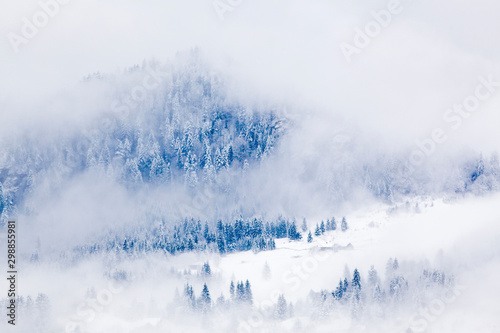 snowy fir trees in fog - winter in the mountains © Melinda Nagy