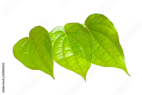 Betel leave in white background