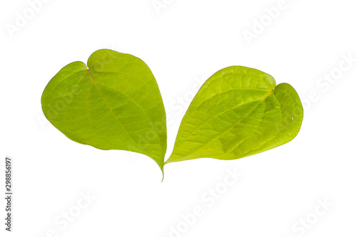 Betel leave in white background