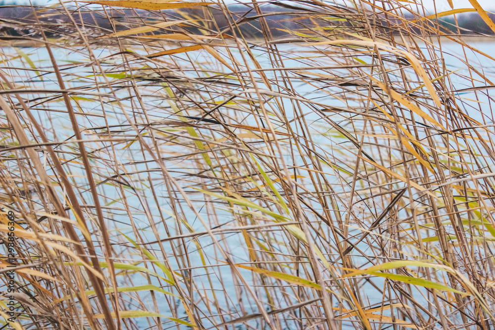 Obraz premium reed