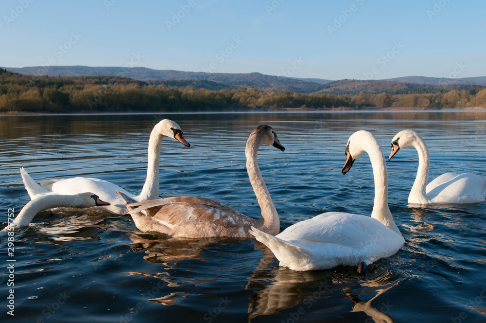 white swans with small swans on the lake white swans with small swans on the lake
