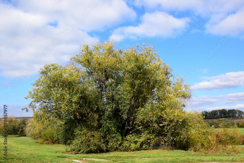 Autumn Tree Nature Beauty Scenic Landscape