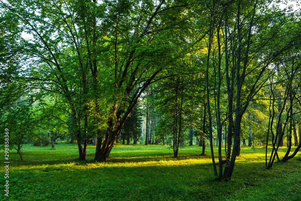 View on the green summer park