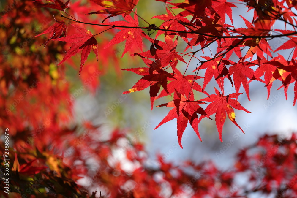 紅葉の風景