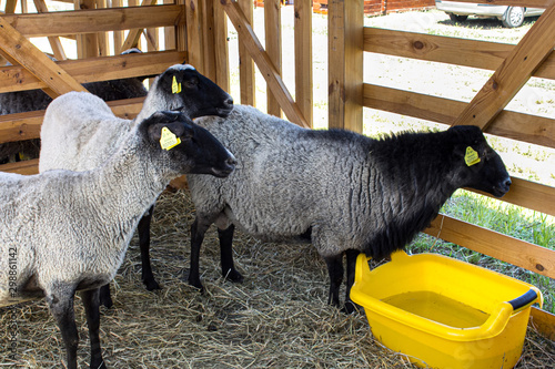 sheep stand in corral , tags in the ears photo