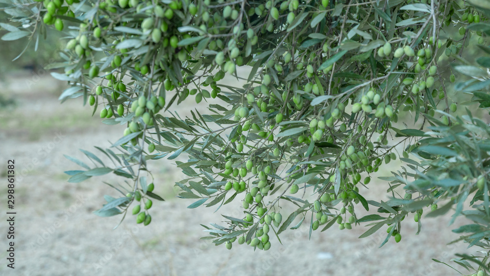 Olive tree branches full of harvest. Green olives on tree, natural