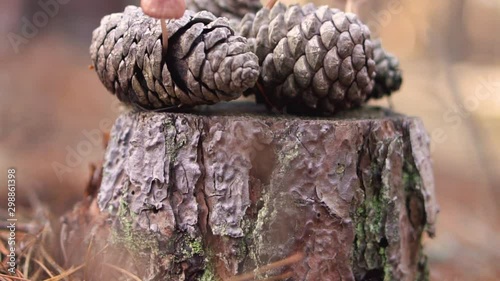 Pine cone mushroom, Mycena seynesii, growing in forest . photo