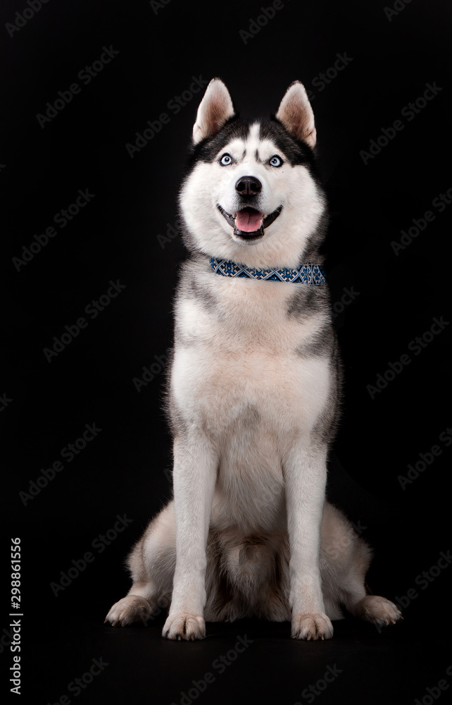 Husky breed dog on a black background