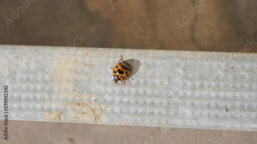 Close up of a transverse orange ladybird walking along a metal bar with sand on top of it photo