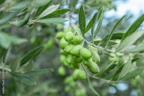 Olive branch with green young olives on blurred background. Green olives on olive tree. Branch with olive fruits. Copy space for text. Natural olives and olive oil theme.