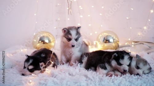 Purebred beautiful fluffy husky puppies on a white bed
