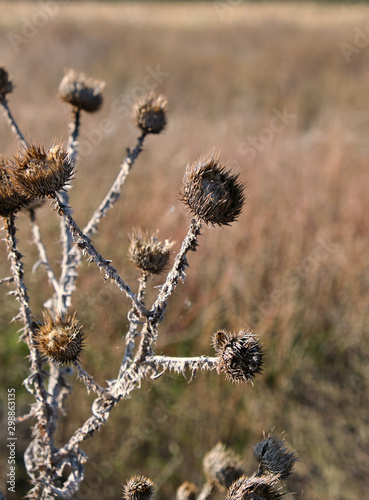 dry thistle growing in the desert spiny, autumn day © nndanko