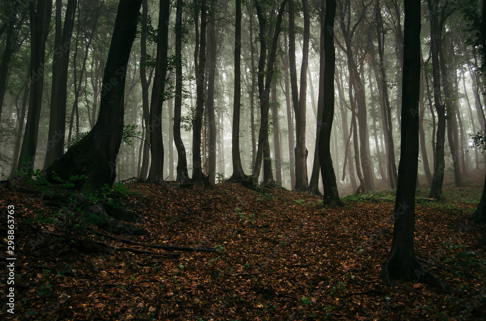 dark woods background, autumn forest landscape - obrazy, fototapety, plakaty 