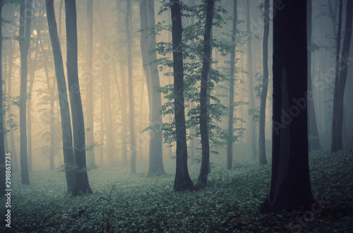 magical forest landscape with trees in fog