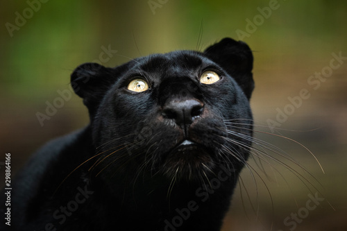 Fototapeta Naklejka Na Ścianę i Meble -  Black panther in the jungle