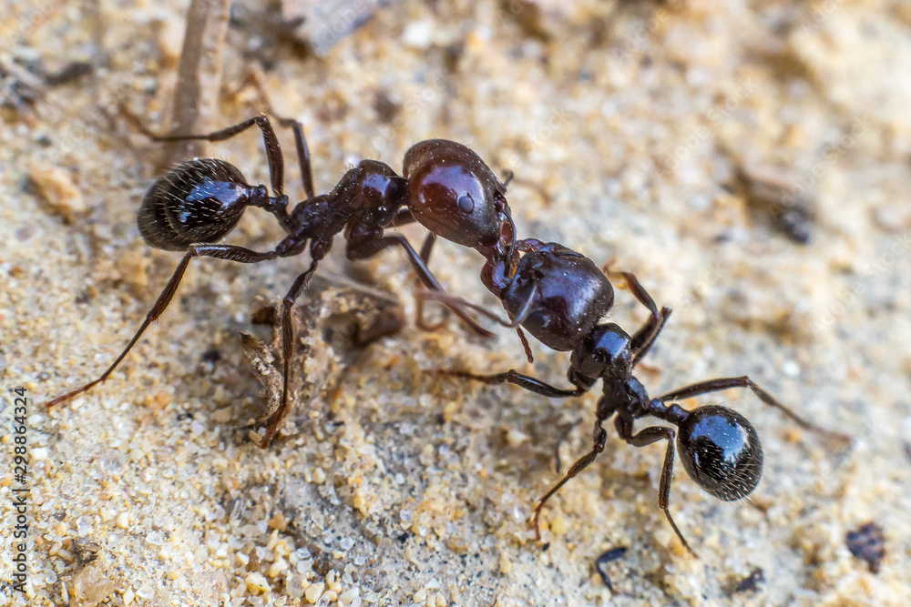 Hormigas  peleando macro